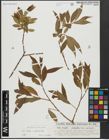 Foto von Salix alba L. x Salix pentandra L.
